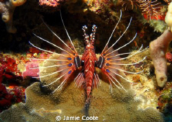 "Symmetry of a Lion"
Taken at Bali. by Jamie Coote 